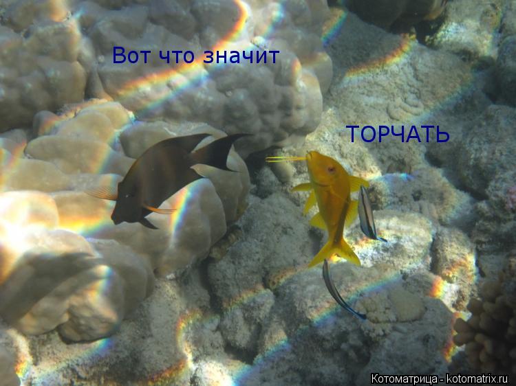 Котоматрица: Вот что значит ТОРЧАТЬ