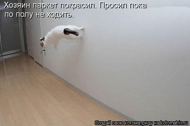 Котоматрица: Хозяин паркет покрасил. Просил пока  по полу не ходить.