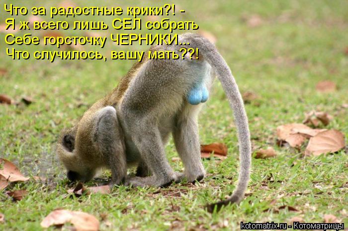 Котоматрица: Что за радостные крики?! - Я ж всего лишь СЕЛ собрать Себе горсточку ЧЕРНИКИ... Что случилось, вашу мать??!