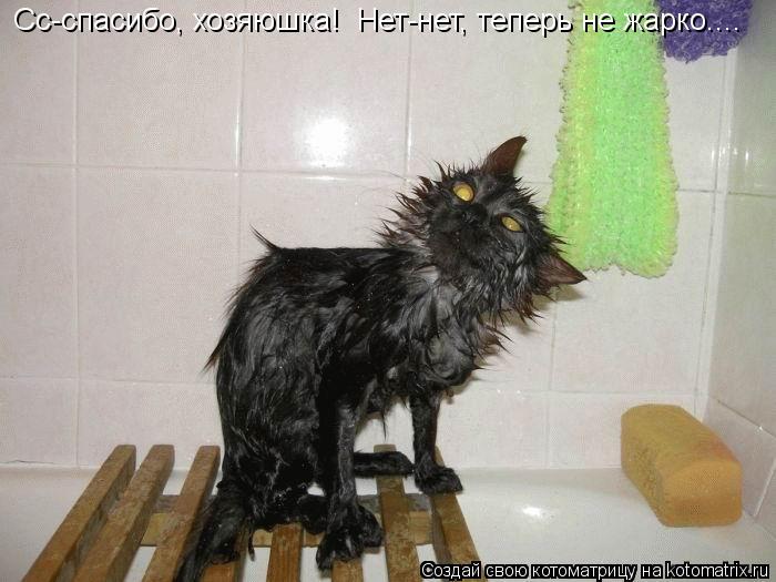 Котоматрица: Сс-спасибо, хозяюшка!  Нет-нет, теперь не жарко....