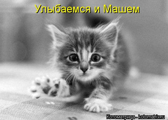 Котоматрица: Улыбаемся и Машем