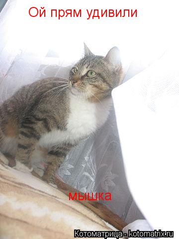 Котоматрица: Ой прям удивили мышка