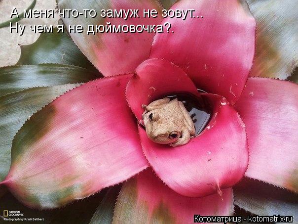 Котоматрица: А меня что-то замуж не зовут... Ну чем я не дюймовочка?.