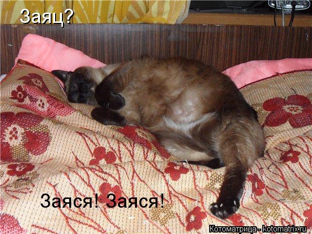 Котоматрица: Заяц? Заяся! Заяся!