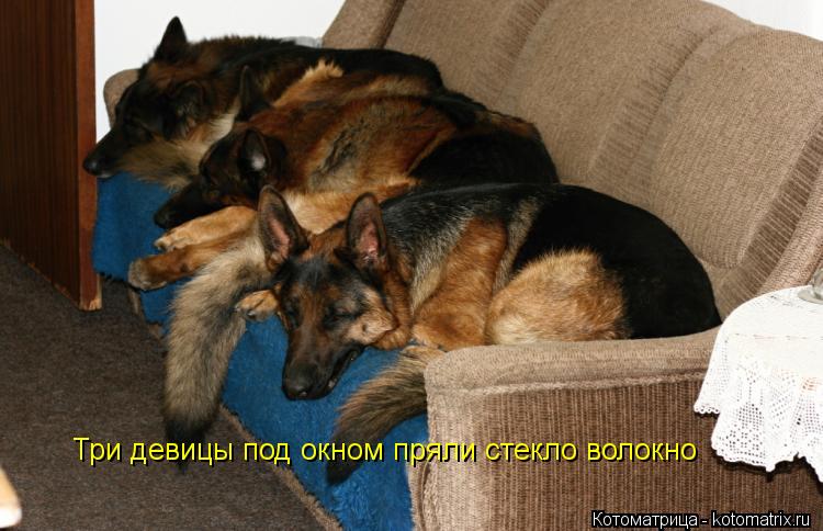 Котоматрица: Три девицы под окном пряли стекло волокно