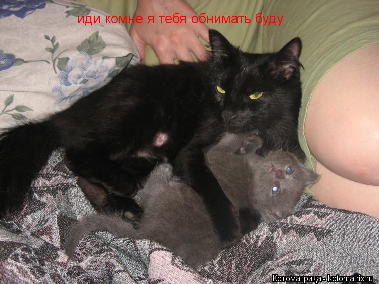 Котоматрица: иди комне я тебя обнимать буду