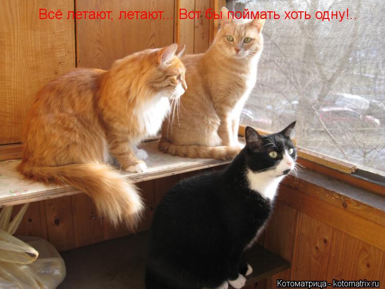 Котоматрица: Всё летают, летают... Вот бы поймать хоть одну!..