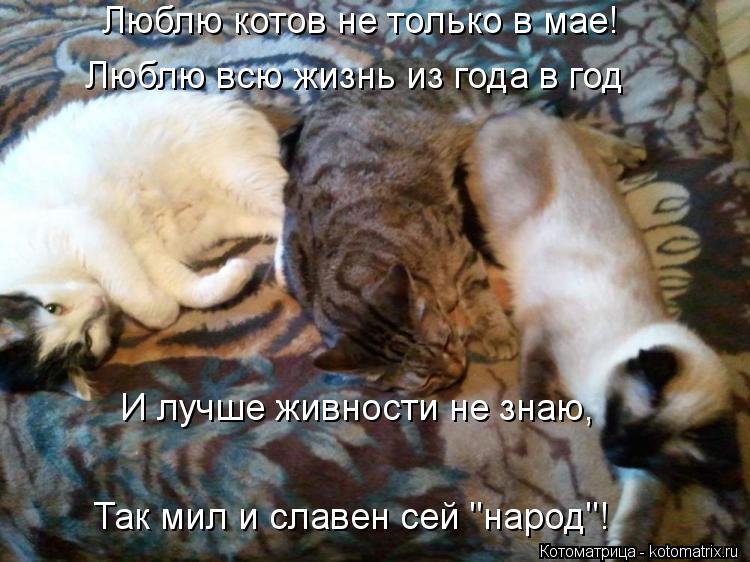 Котоматрица: Люблю котов не только в мае! Люблю всю жизнь из года в год И лучше живности не знаю, Так мил и славен сей "народ"!