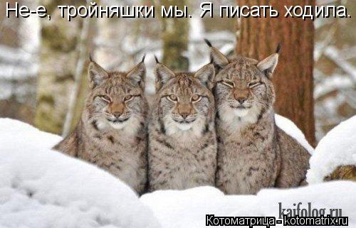 Котоматрица: Не-е, тройняшки мы. Я писать ходила.