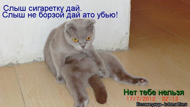 Котоматрица: Слыш сигаретку дай. Нет тебе нельзя Нет тебе нельзя Слыш не борзой дай ато убью!