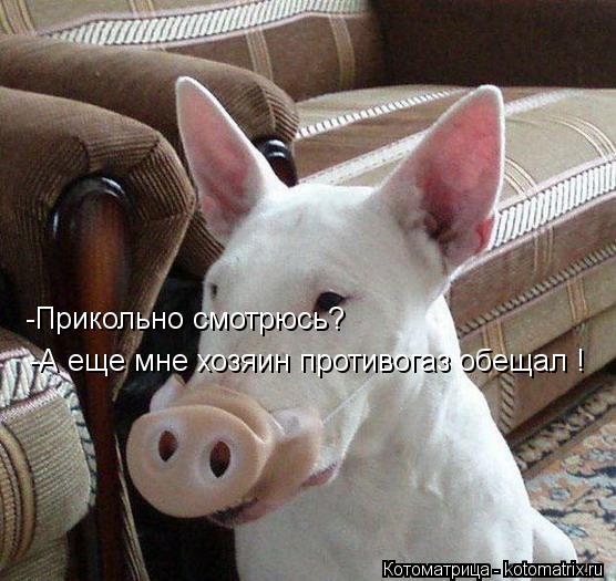 Котоматрица: -А еще мне хозяин противогаз обещал ! -Прикольно смотрюсь?