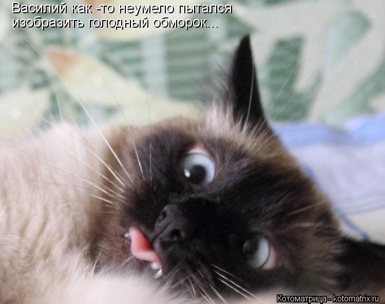 Котоматрица: Василий как -то неумело пытался  изобразить голодный обморок...