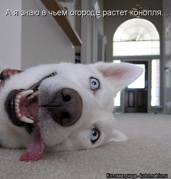 А я знаю в чьем огороде растет конопля...... Котоматрица: А я знаю в чьем огороде растет конопля...