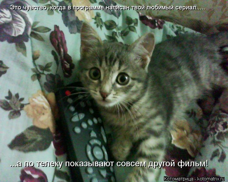 Котоматрица: Это чувство, когда в программе написан твой любимый сериал..... ...а по телеку показывают совсем другой фильм!