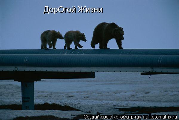 Котоматрица: ДорОгой Жизни