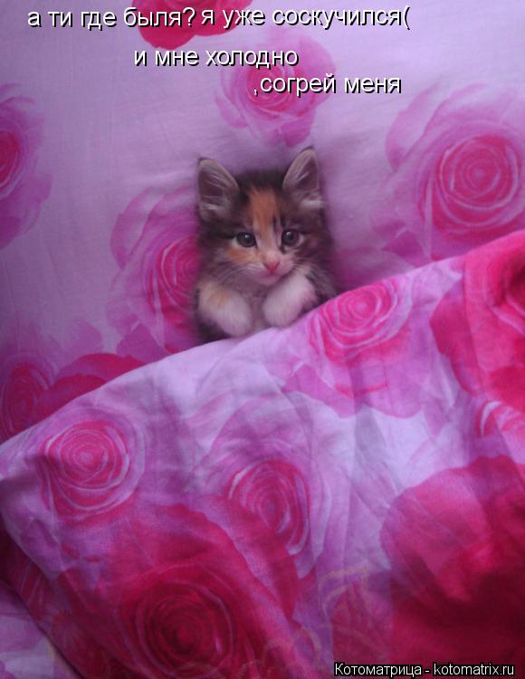 Котоматрица: а ти где быля? я уже соскучился( и мне холодно ,согрей меня
