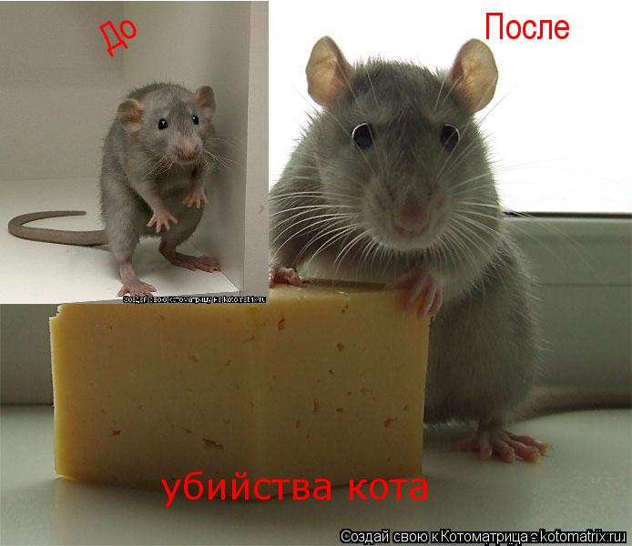 Котоматрица: До После убийства кота