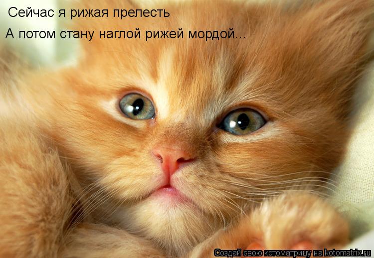 Котоматрица: Сейчас я рижая прелесть А потом стану наглой рижей мордой...
