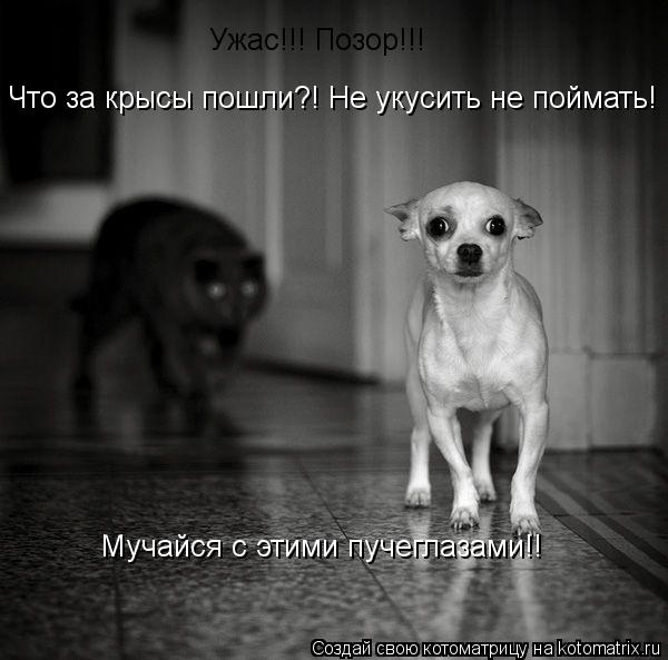 Котоматрица: Ужас!!! Позор!!! Что за крысы пошли?! Не укусить не поймать! Мучайся с этими пучеглазами!!