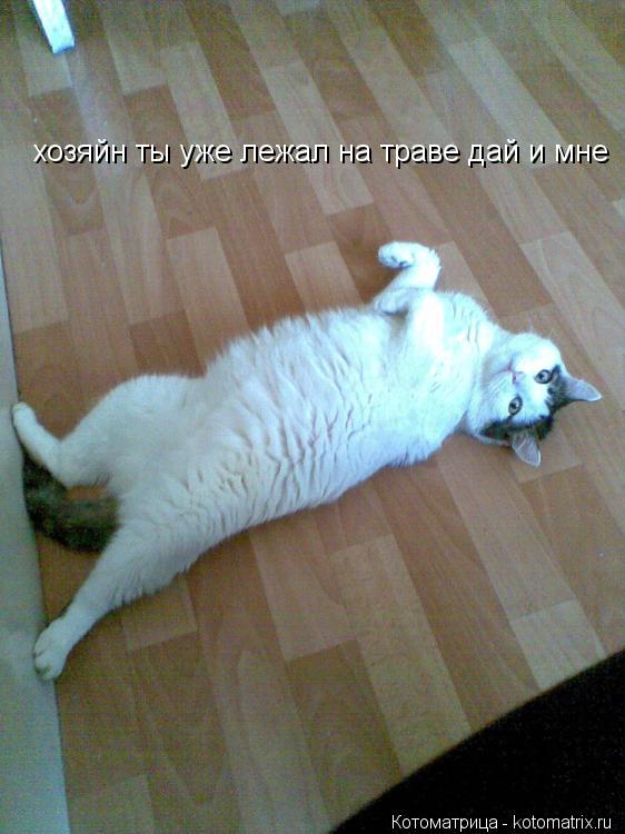 Котоматрица: хозяйн ты уже лежал на траве дай и мне