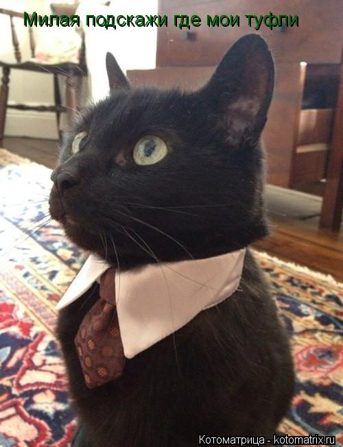 Котоматрица: Милая подскажи где мои туфли
