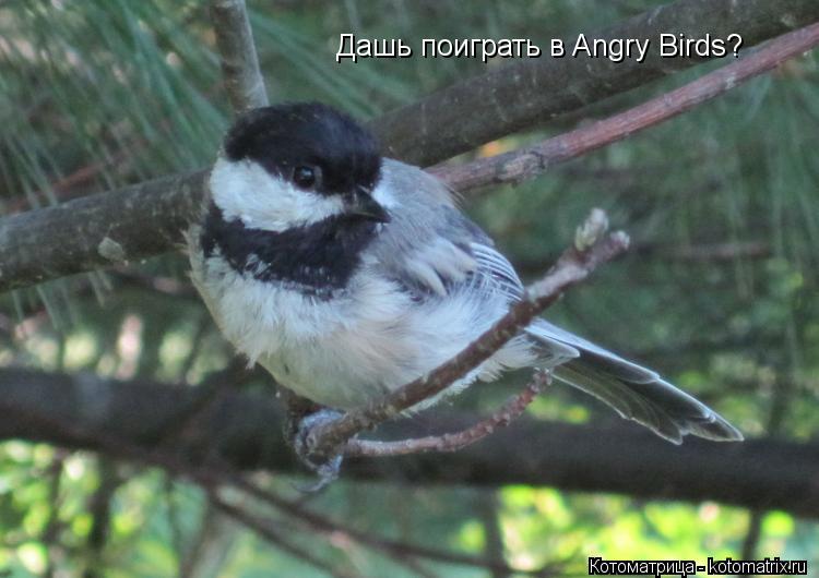 Котоматрица: Дашь поиграть в Angry Birds?