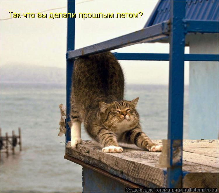 Котоматрица: Так что вы делали прошлым летом?