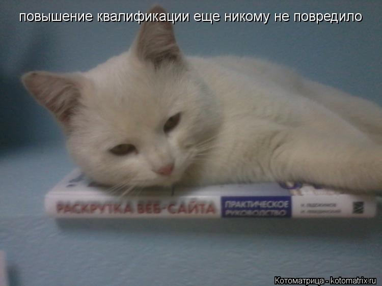 Котоматрица: повышение квалификации еще никому не повредило
