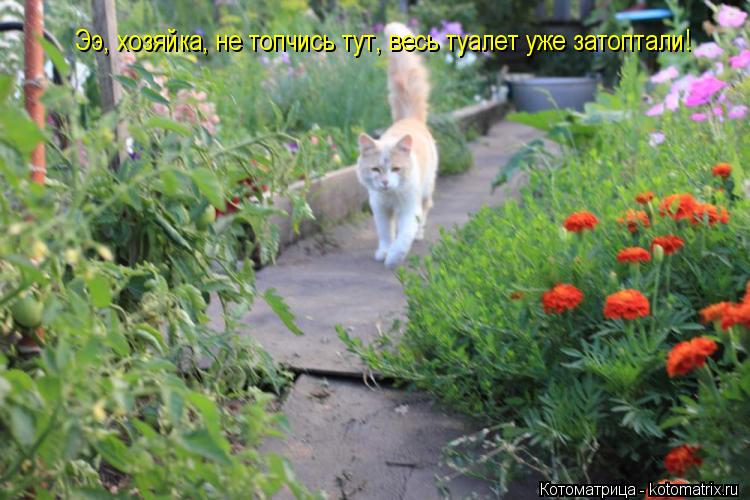 Котоматрица: Ээ, хозяйка, не топчись тут, весь туалет уже затоптали!