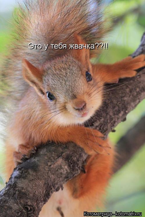 Котоматрица: Это у тебя жвачка??!!