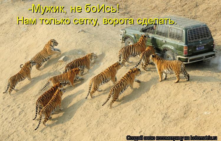 Котоматрица: -Мужик, не боИсь! Нам только сетку, ворота сделать.
