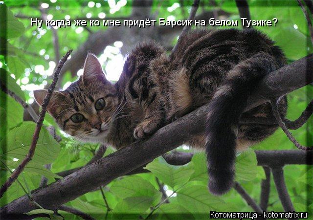 Котоматрица: Ну когда же ко мне придёт Барсик на белом Тузике?