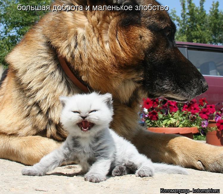 Котоматрица: большая доброта и маленькое злобство