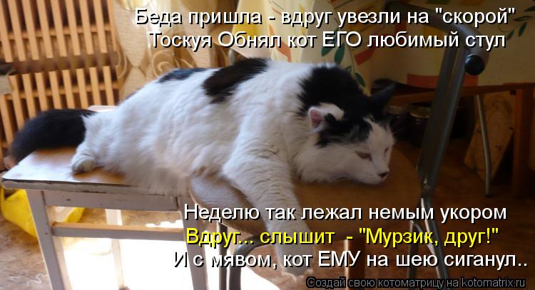Котоматрица: Беда пришла - вдруг увезли на "скорой" Тоскуя Обнял кот ЕГО любимый стул Неделю так лежал немым укором Вдруг... слышит  - "Мурзик, друг!" И с мяво