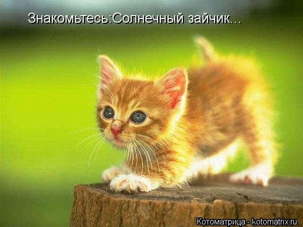 Котоматрица: Знакомьтесь:Солнечный зайчик. ..