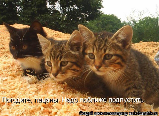 Котоматрица: Погодите, пацаны. Надо поближе подпустить.