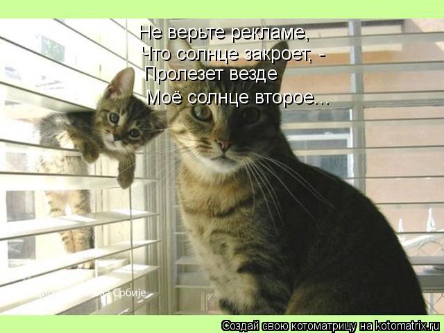 Котоматрица: Не верьте рекламе, Что солнце закроет, - Пролезет везде Моё солнце второе...