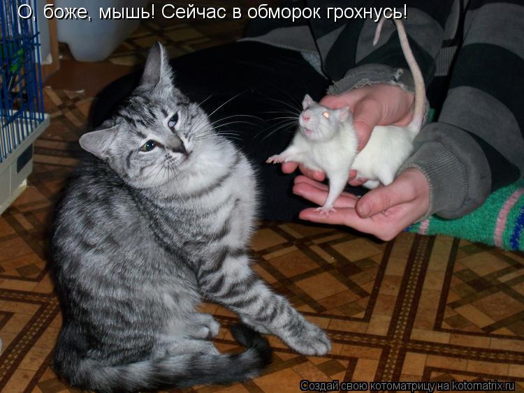 Котоматрица: О, боже, мышь! Сейчас в обморок грохнусь!
