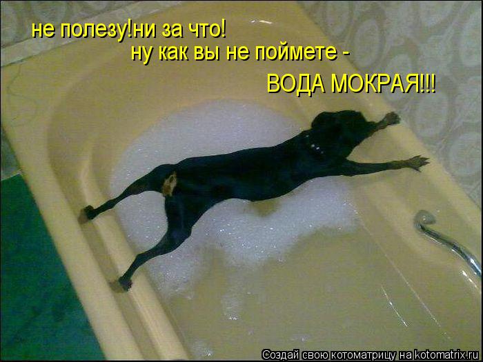 Котоматрица: не полезу!ни за что! ну как вы не поймете -  ВОДА МОКРАЯ!!!