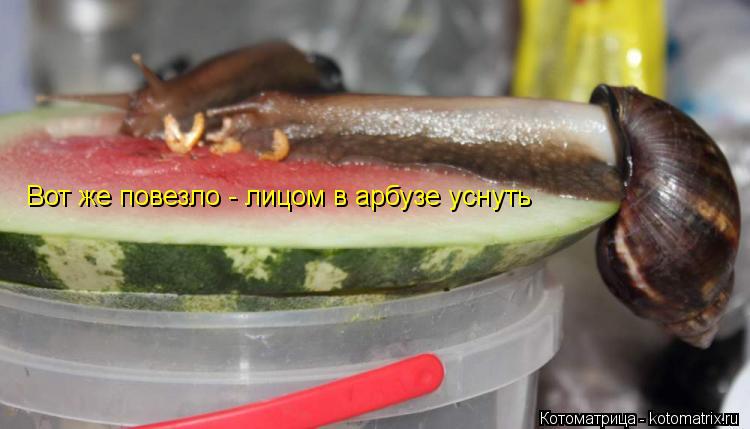 Котоматрица: Вот же повезло - лицом в арбузе уснуть