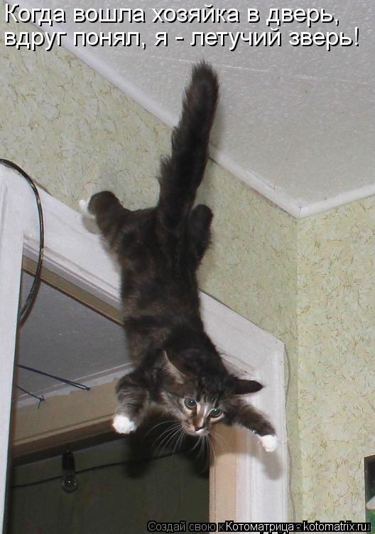 Котоматрица: 