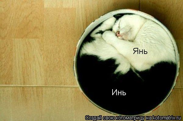 Котоматрица: Инь Янь