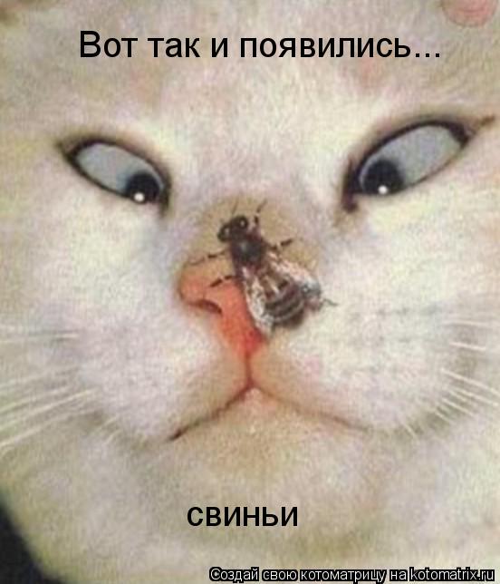 Котоматрица: Вот так и появились...  свиньи