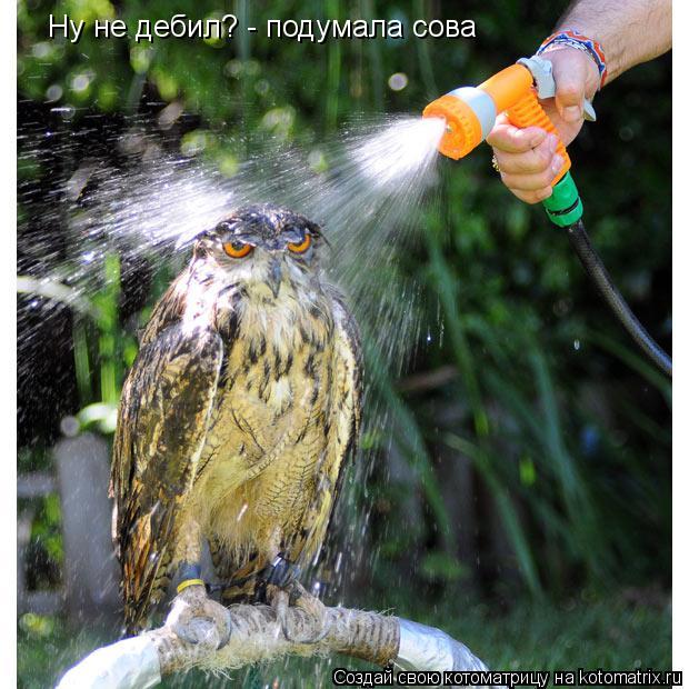 Котоматрица: Ну не дебил? - подумала сова