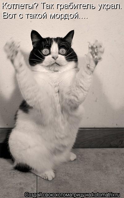 Котоматрица: Котлеты? Так грабитель украл. Вот с такой мордой....