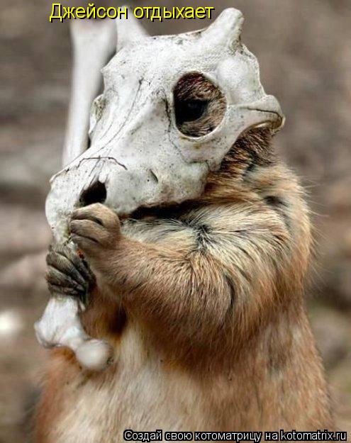 Котоматрица: Джейсон отдыхает