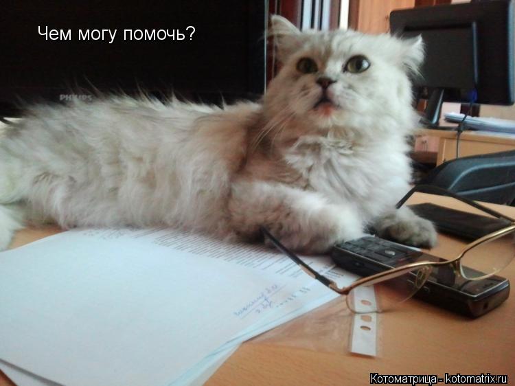 Котоматрица: Чем могу помочь?
