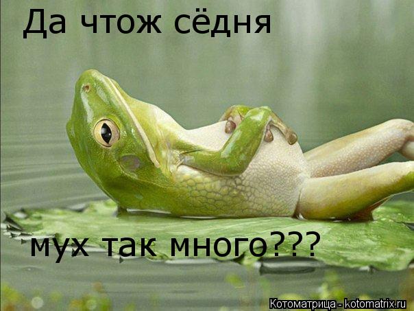 Котоматрица: Да чтож сёдня мух так много???