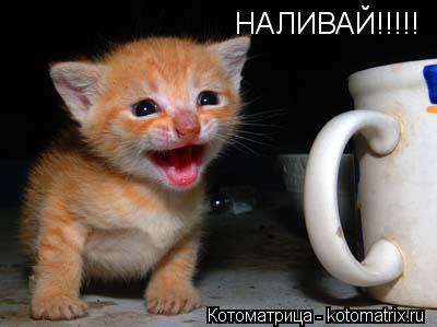 Котоматрица: НАЛИВАЙ!!!!!