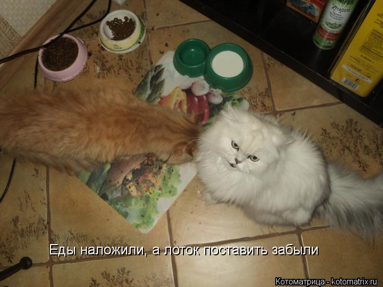 Котоматрица: Еды наложили, а лоток поставить забыли